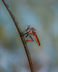 Close-up of dragonfly on twig