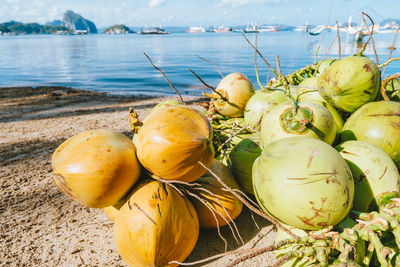 Close-up of fruits growing on beach