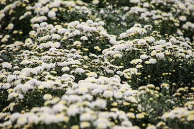 Close-up of snow