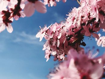 Close-up of cherry blossoms in spring