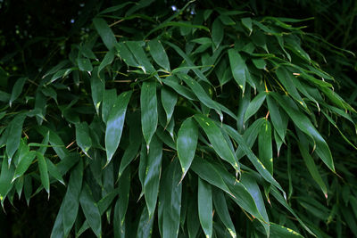 Close-up of fresh green plants