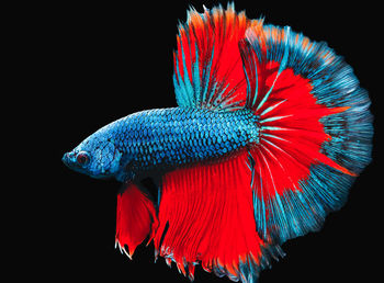 Close-up of multi colored fish over black background