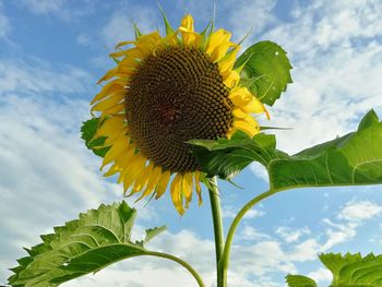 Low angle view of sunflower against sky