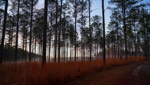 Fog and trees in the woods at dusk