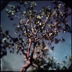 Close-up of flowers on tree