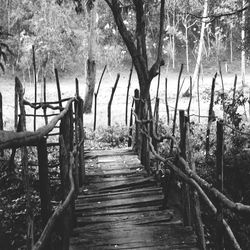 Trees in forest