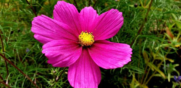 Close-up of pink cosmos flower