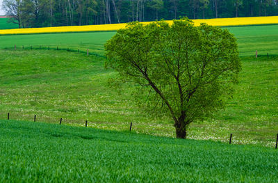 Scenic view of agricultural field