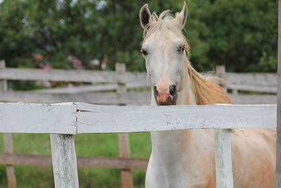 Close-up of horse on wood