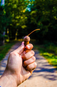 Close-up of hand holding acorn in park