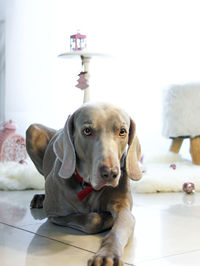 Close-up portrait of dog