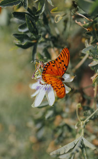 Butterfly on flower