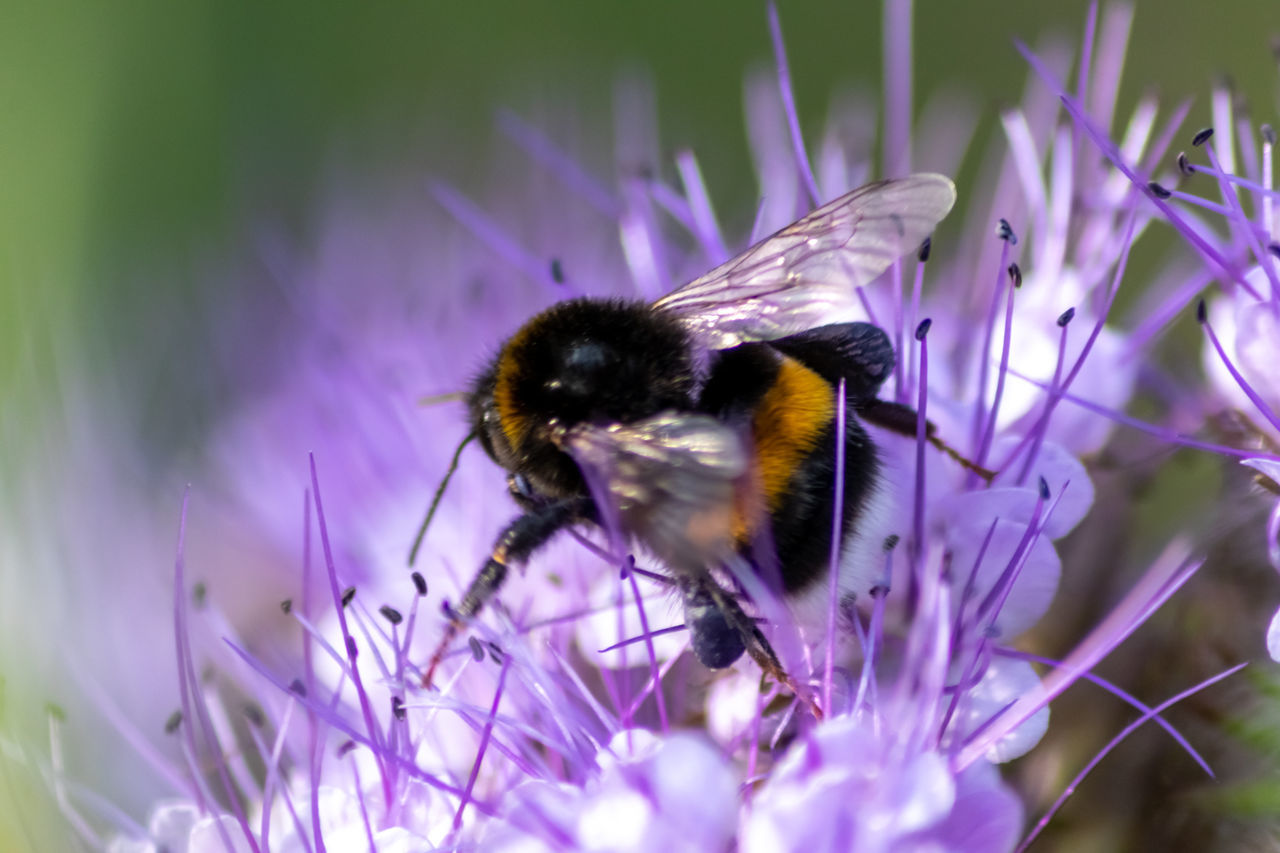 CLOSE-UP OF BEE ON PURPLE FLOWER