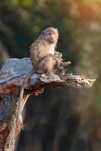 Monkey sitting on a tree