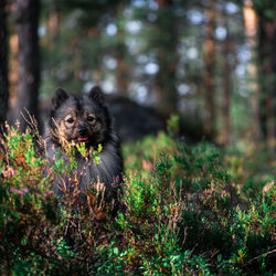 Portrait of an animal in forest