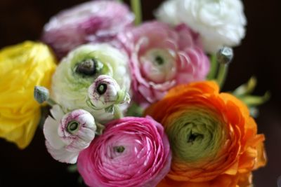 Close-up of pink flowers