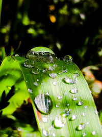 Close-up of raindrops on leaf