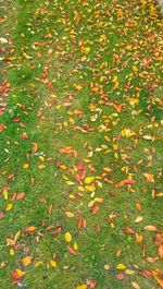 High angle view of maple leaves on field during autumn