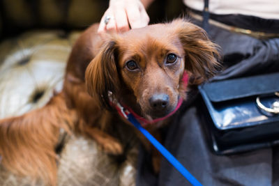 Portrait of dog holding camera