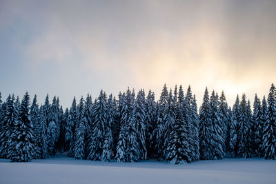 Pine trees on snow covered land against sky