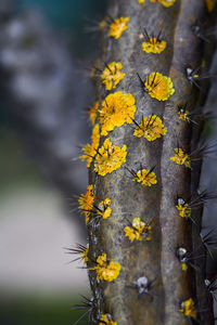 Close-up of yellow maple leaves on tree trunk