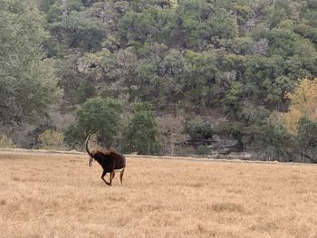 Side view of horse on field