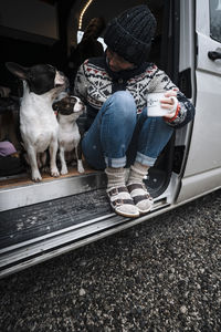 High angle view of dog on road