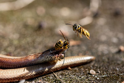 Close-up of bee on leaf