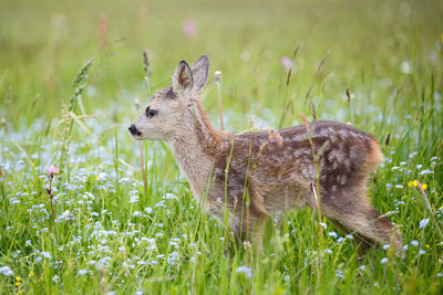 Giraffe in a field