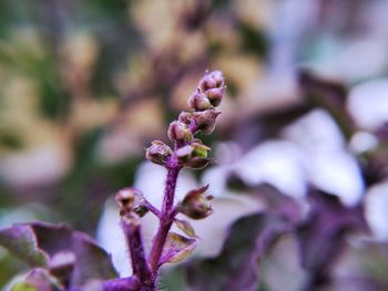 Close-up of purple flowering plant