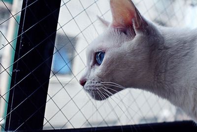 Close-up of cat looking through window