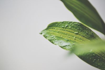 Close-up of leaf over white background