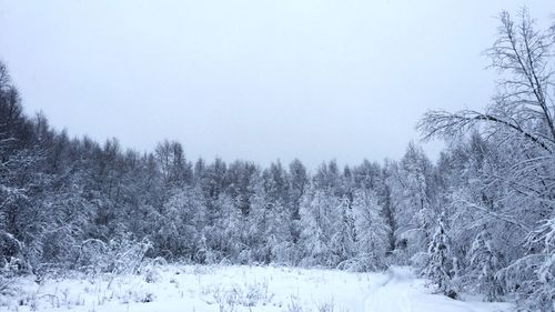 Trees on snowcapped field during winter