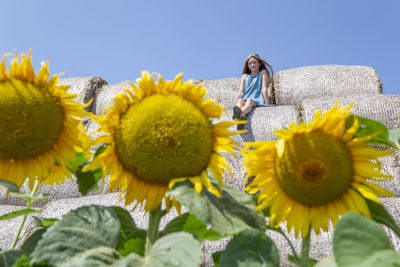 Close-up of sunflower on plant against clear sky