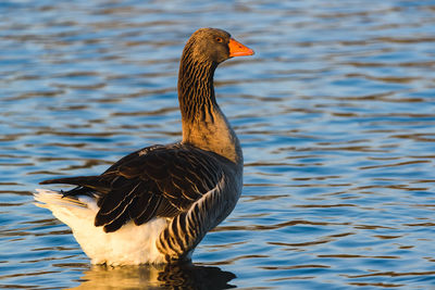 Duck swimming in lake