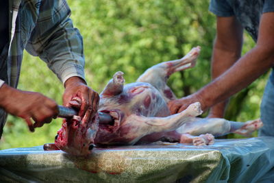 Midsection of two men putting whole lamb on spit