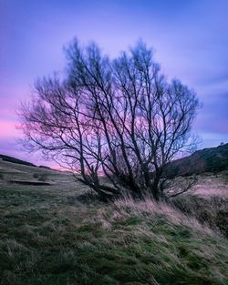 Bare tree on field against sky