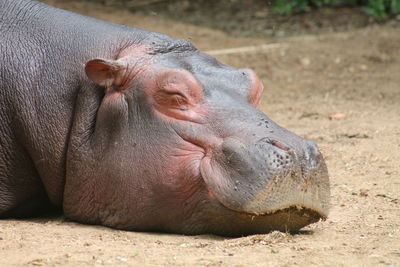 Close-up of éléphant water