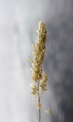 Flowers growing on tree