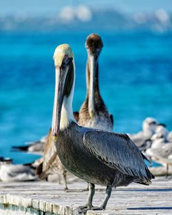 Close-up of bird on beach