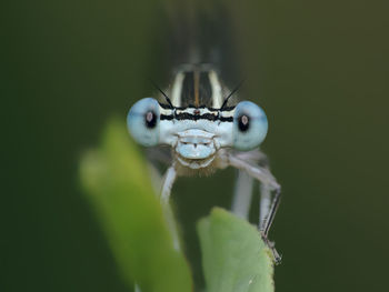 Close-up of insect