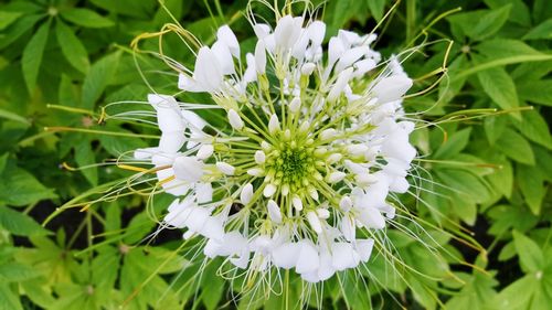 Close-up of white flowers blooming outdoors