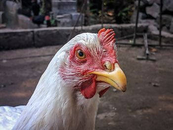 Close-up of a bird