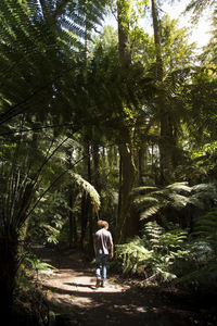 Rear view of man and woman walking in forest