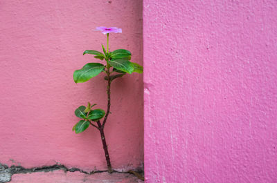 Close-up of periwinkle against pink wall
