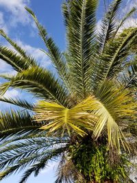 Low angle view of palm tree against sky