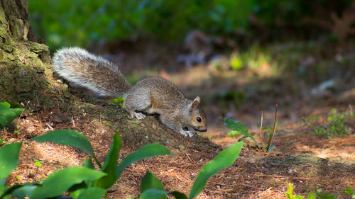Squirrel on a field
