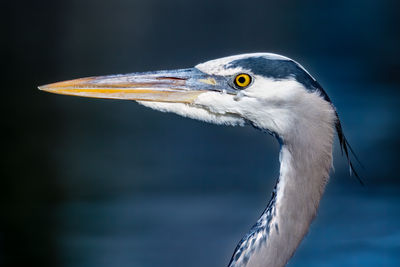 Close up of a great blue heron.