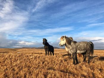 Cows on field against sky