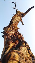 Low angle view of tree trunk against sky